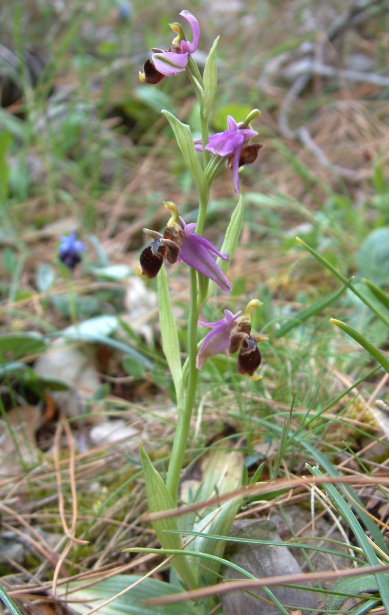 Ultime orchidee per quest''anno - Dalla Grecia con passione